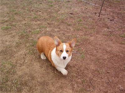Pembroke Welsh Corgi Puppies for Sale